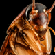 The genes of the American cockroach, seen above, have allowed it to survive virtually everywhere in the world.